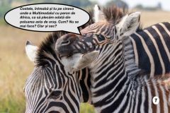 PLOIEȘTI: Circulația e dată peste cap în Bereasca, după apariția unei turme de zebre trimisă de Iulian Dumitrescu